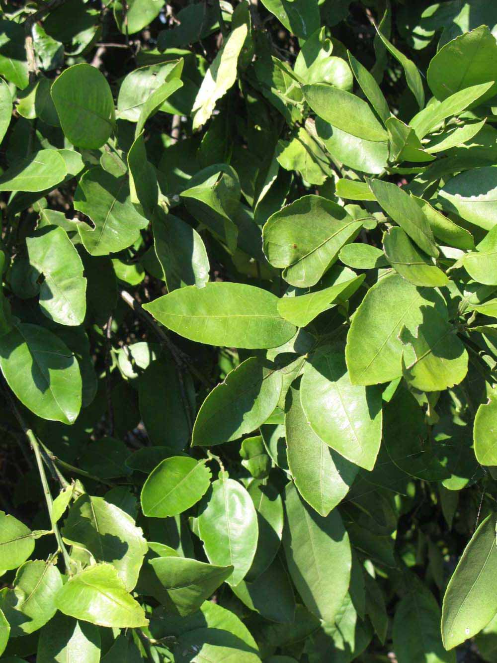              Sun leaves (Winter Haven, FL)       